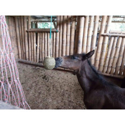Bola – Juguete Equinos