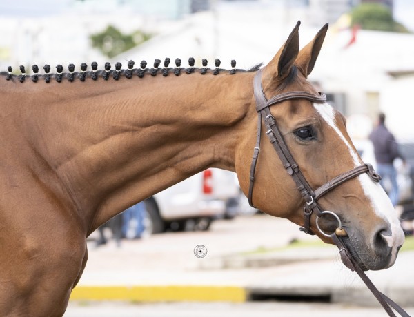 caballo.jpg